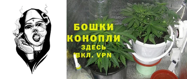 сатива Новодвинск