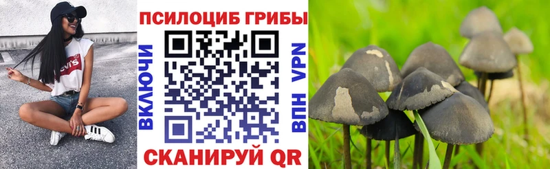 Галлюциногенные грибы Psilocybine cubensis Шахунья